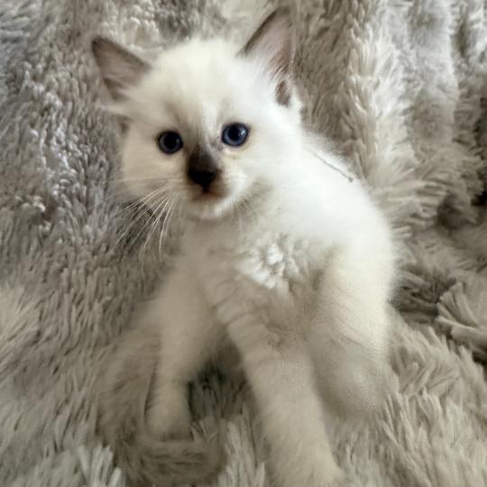 chaton Ragdoll chocolate point Gris Les Ragdolls de la Croisette chocolate point