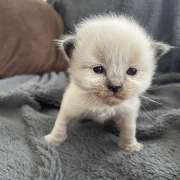 Jaune De La Croisette Mâle Ragdoll