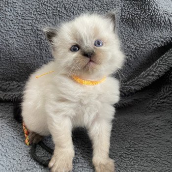 Jaune De La Croisette Femelle Ragdoll