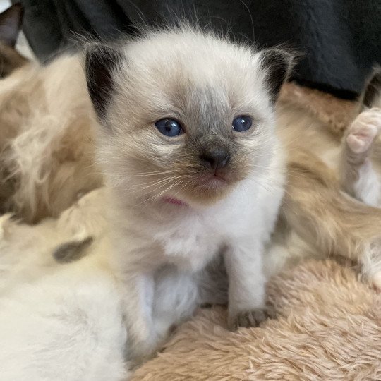 chaton Ragdoll seal point Mauve Les Ragdolls de la Croisette seal point