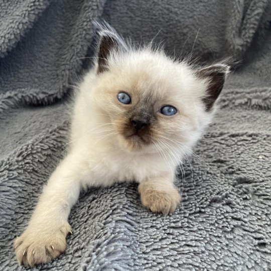 chaton Ragdoll seal point Mauve Les Ragdolls de la Croisette seal point
