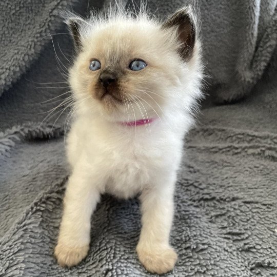 chaton Ragdoll seal point Mauve Les Ragdolls de la Croisette seal point