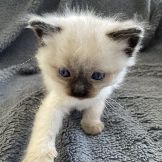 chaton Ragdoll seal point Mauve Les Ragdolls de la Croisette seal point