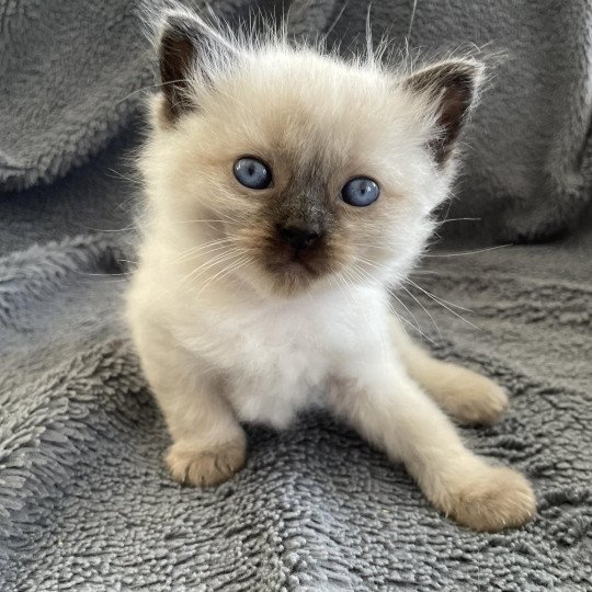 chaton Ragdoll seal point Mauve Les Ragdolls de la Croisette seal point