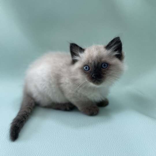chaton Ragdoll seal point Mauve Les Ragdolls de la Croisette seal point