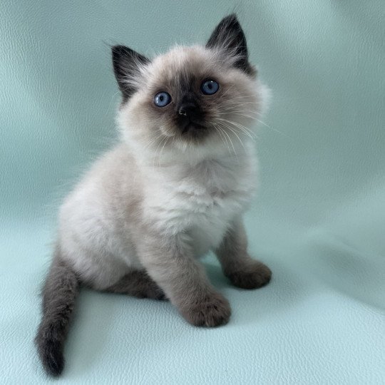chaton Ragdoll seal point Mauve Les Ragdolls de la Croisette seal point