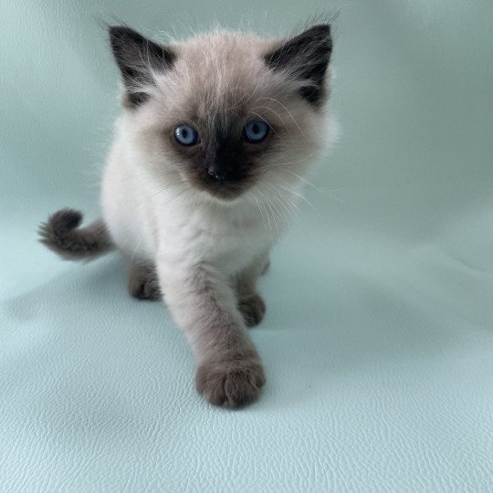chaton Ragdoll seal point Mauve Les Ragdolls de la Croisette seal point