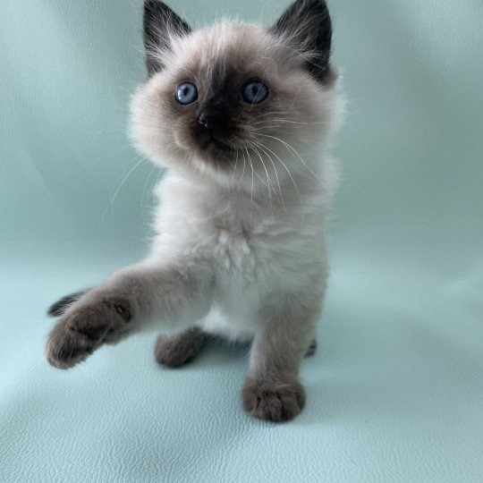 chaton Ragdoll seal point Mauve Les Ragdolls de la Croisette seal point