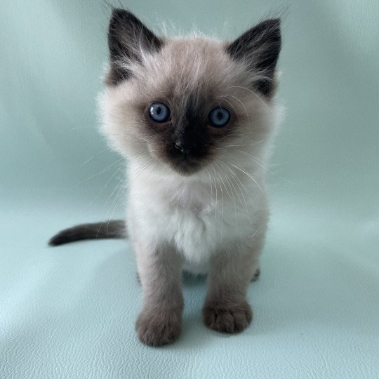 chaton Ragdoll seal point Mauve Les Ragdolls de la Croisette seal point