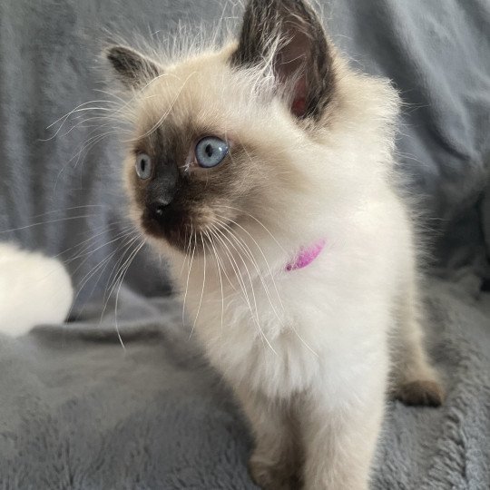 chaton Ragdoll seal point Mauve Les Ragdolls de la Croisette seal point