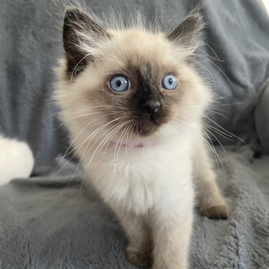 chaton Ragdoll seal point Mauve Les Ragdolls de la Croisette seal point