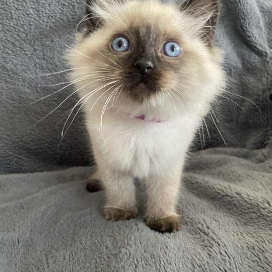 chaton Ragdoll seal point Mauve Les Ragdolls de la Croisette seal point