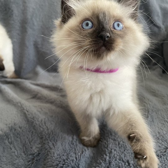 chaton Ragdoll seal point Mauve Les Ragdolls de la Croisette seal point