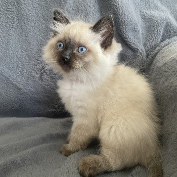 Uggo Mauve De La Croisette Mâle Ragdoll