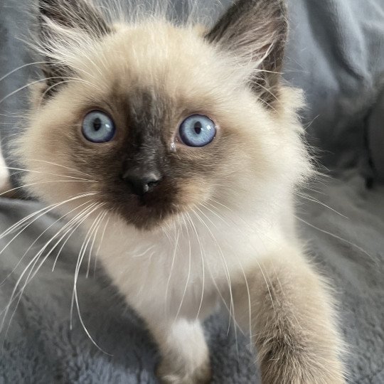 chaton Ragdoll seal point Mauve Les Ragdolls de la Croisette seal point