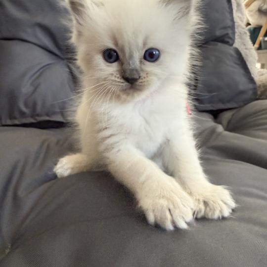 chaton Ragdoll blue point multi Les Ragdolls de la Croisette blue point