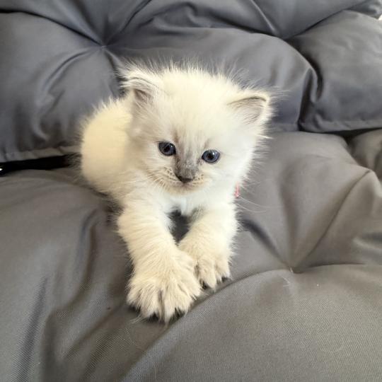 chaton Ragdoll blue point multi Les Ragdolls de la Croisette blue point