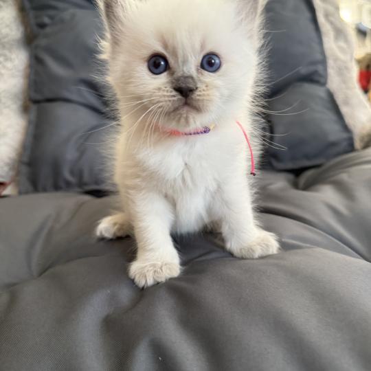 chaton Ragdoll blue point multi Les Ragdolls de la Croisette blue point