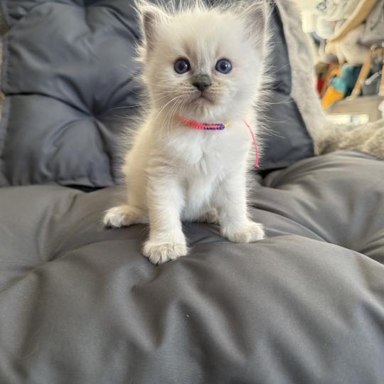 chaton Ragdoll blue point multi Les Ragdolls de la Croisette blue point