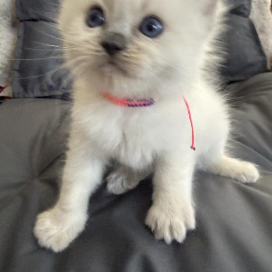 chaton Ragdoll blue point multi Les Ragdolls de la Croisette blue point