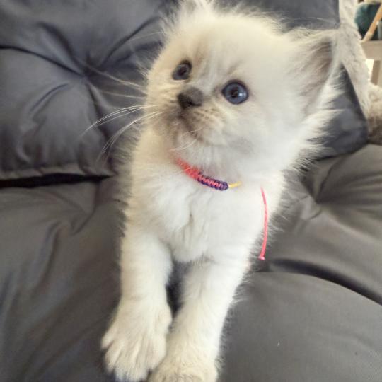 chaton Ragdoll blue point multi Les Ragdolls de la Croisette blue point