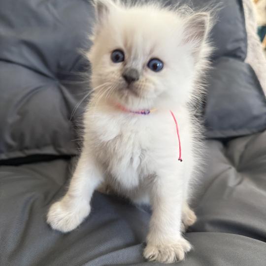 chaton Ragdoll blue point multi Les Ragdolls de la Croisette blue point