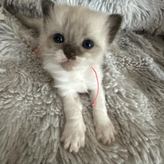 chaton Ragdoll multi Les Ragdolls de la Croisette seal mink & blanc