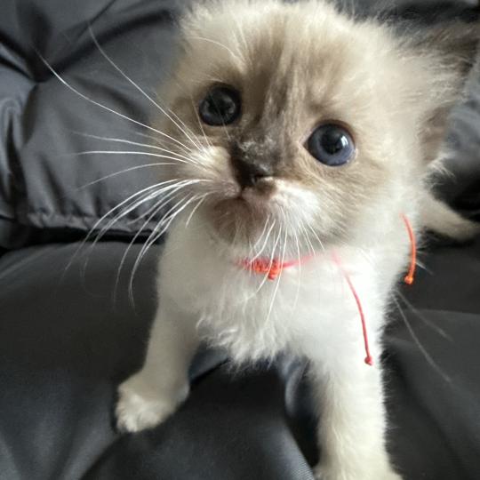 chaton Ragdoll multi Les Ragdolls de la Croisette seal mink & blanc