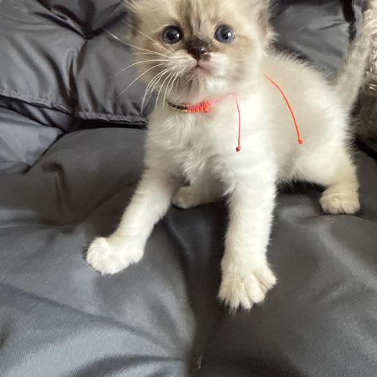 chaton Ragdoll multi Les Ragdolls de la Croisette seal mink & blanc