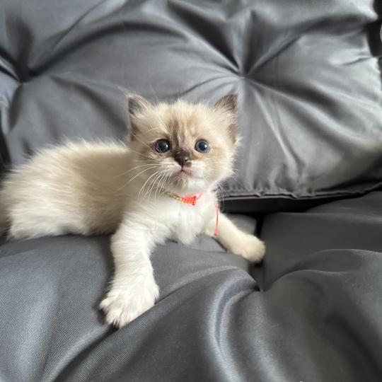 chaton Ragdoll multi Les Ragdolls de la Croisette seal mink & blanc