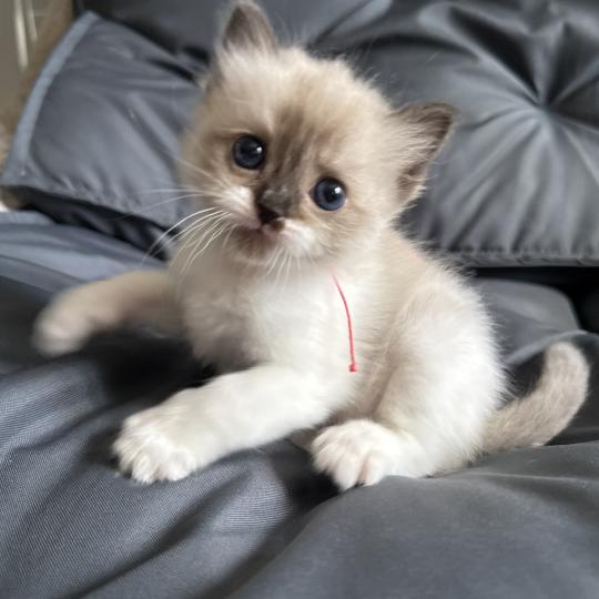 chaton Ragdoll multi Les Ragdolls de la Croisette seal mink & blanc
