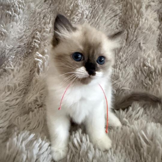 chaton Cherubim Belèm Les Ragdolls de la Croisette seal mink & blanc