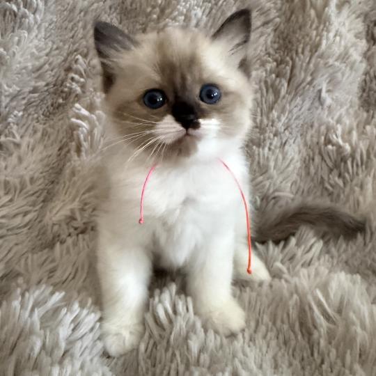 chaton Cherubim Belèm Les Ragdolls de la Croisette seal mink & blanc
