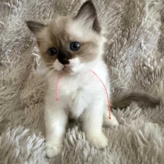 chaton Cherubim Belèm Les Ragdolls de la Croisette seal mink & blanc