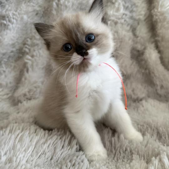 chaton Cherubim Belèm Les Ragdolls de la Croisette seal mink & blanc
