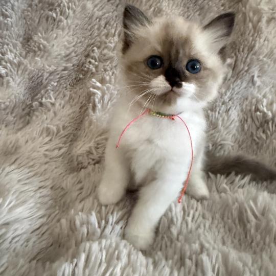 chaton Cherubim Belèm Les Ragdolls de la Croisette seal mink & blanc