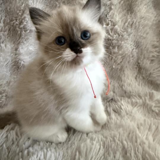 chaton Cherubim Belèm Les Ragdolls de la Croisette seal mink & blanc