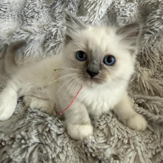chaton Ragdoll blue point mitted Multi Les Ragdolls de la Croisette blue point mitted