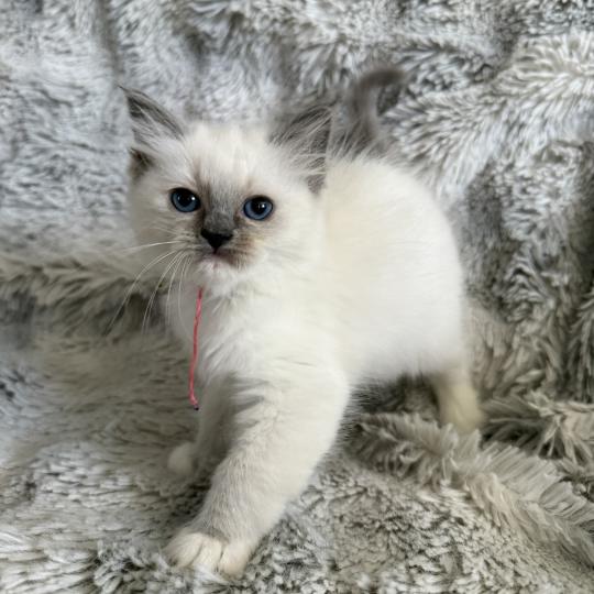 chaton Ragdoll blue point mitted Multi Les Ragdolls de la Croisette blue point mitted