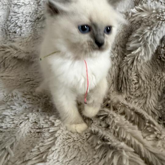 chaton Ragdoll blue point mitted Multi Les Ragdolls de la Croisette blue point mitted