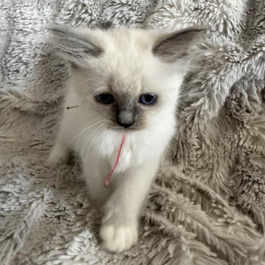 chaton Ragdoll blue point mitted Multi Les Ragdolls de la Croisette blue point mitted