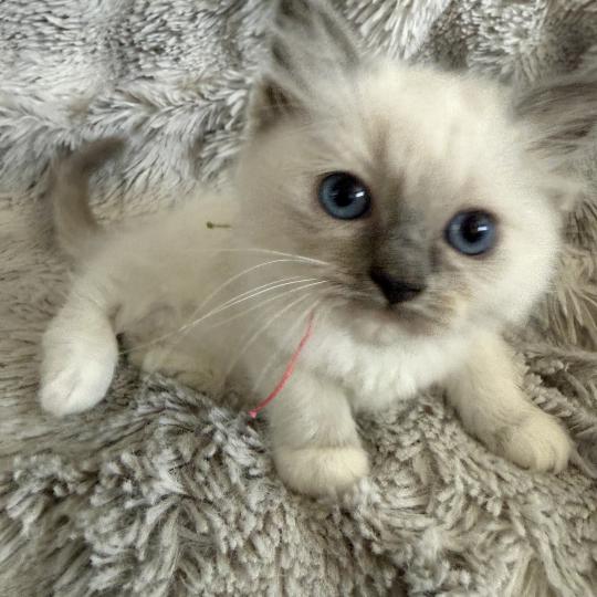 chaton Ragdoll blue point mitted Multi Les Ragdolls de la Croisette blue point mitted