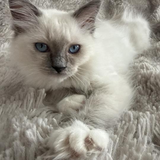 chaton Ragdoll blue point mitted Multi Les Ragdolls de la Croisette blue point mitted