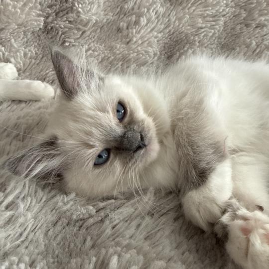 chaton Ragdoll blue point mitted Multi Les Ragdolls de la Croisette blue point mitted