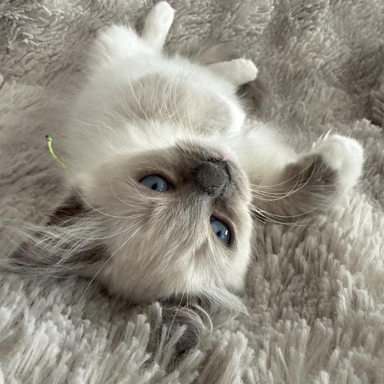 chaton Ragdoll blue point mitted Multi Les Ragdolls de la Croisette blue point mitted