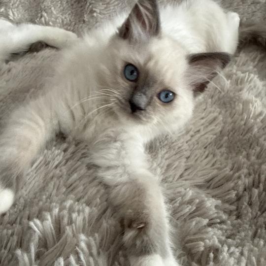 chaton Ragdoll blue point mitted Multi Les Ragdolls de la Croisette blue point mitted