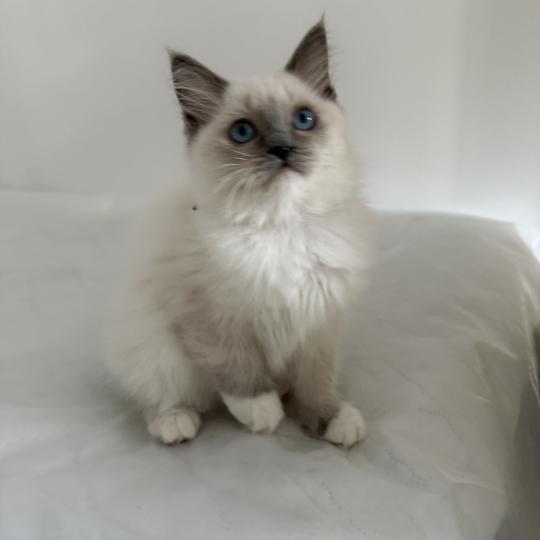chaton Ragdoll blue point mitted Multi Les Ragdolls de la Croisette blue point mitted
