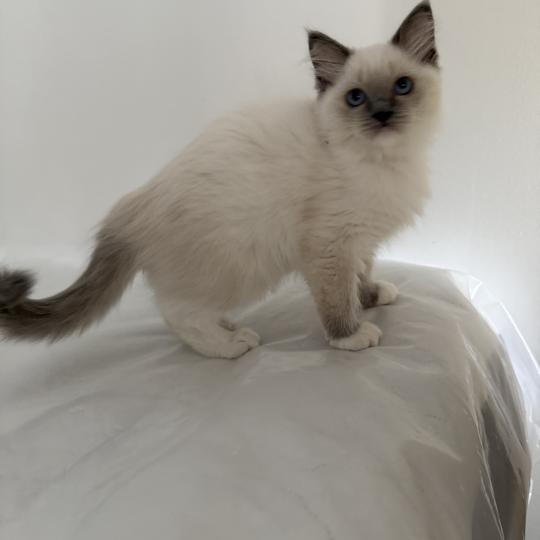 chaton Ragdoll blue point mitted Multi Les Ragdolls de la Croisette blue point mitted