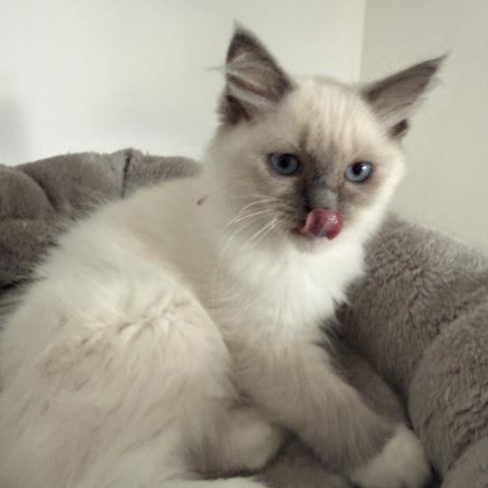 chaton Ragdoll blue point mitted Multi Les Ragdolls de la Croisette blue point mitted