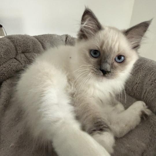 chaton Ragdoll blue point mitted Multi Les Ragdolls de la Croisette blue point mitted